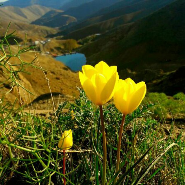 مینا عابری قربان